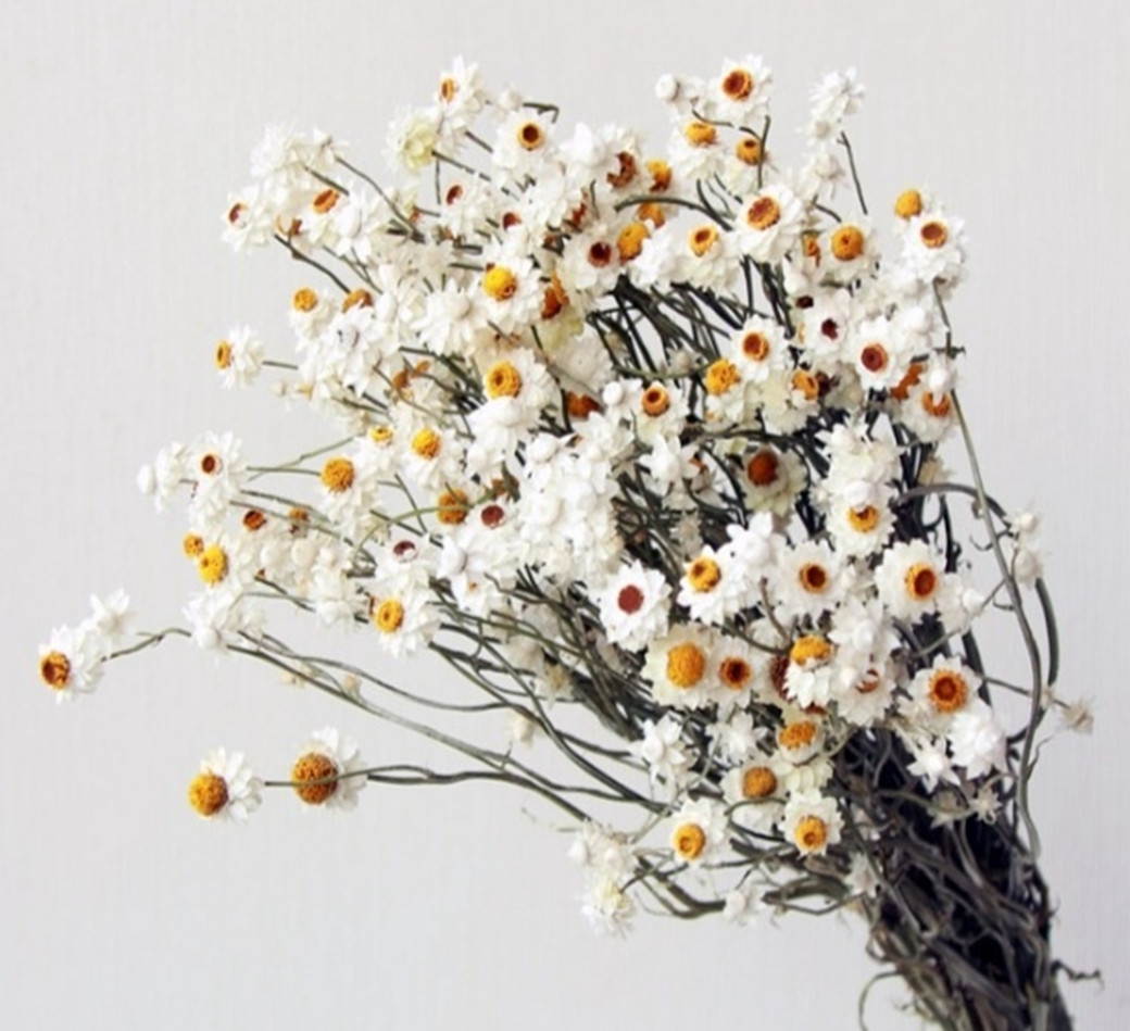 Tản Mạn Về Hoa Khô – Thơ Ngây Với Cúc Amobimium Tản Mạn Về Hoa Khô – Thơ Ngây Với Cúc Amobimium